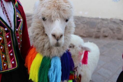 Alpaka in Peru - Mensch in traditioneller Kleidung